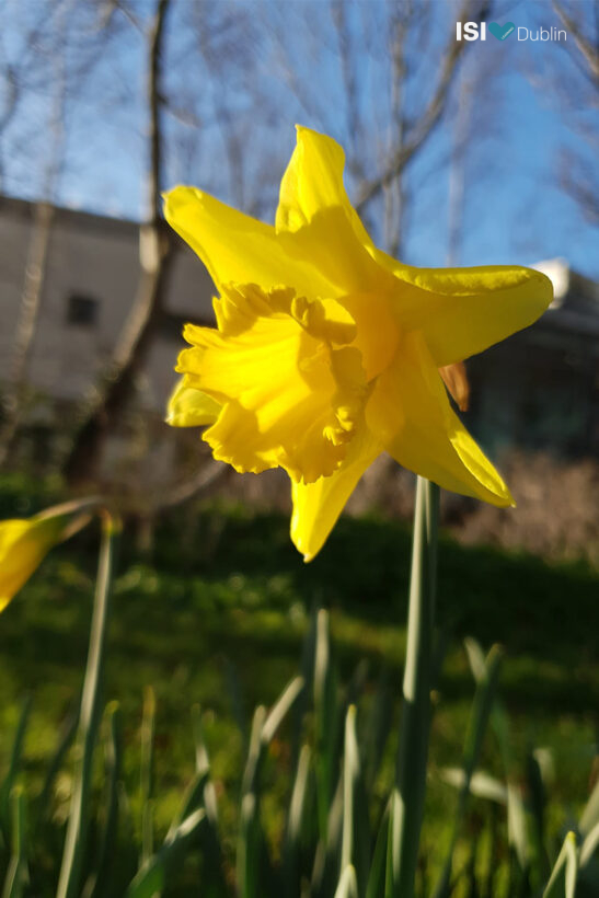 Amy Mahlke (4th year at St. Mary’s) with one of the clear signs of spring … a beautiful daffodil