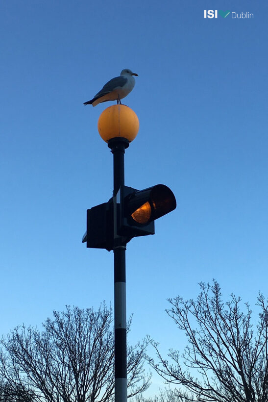 A bird on top of a traffic light